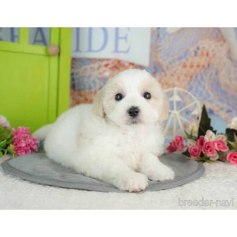 販売中の千葉県のミックス犬-402822の3枚目