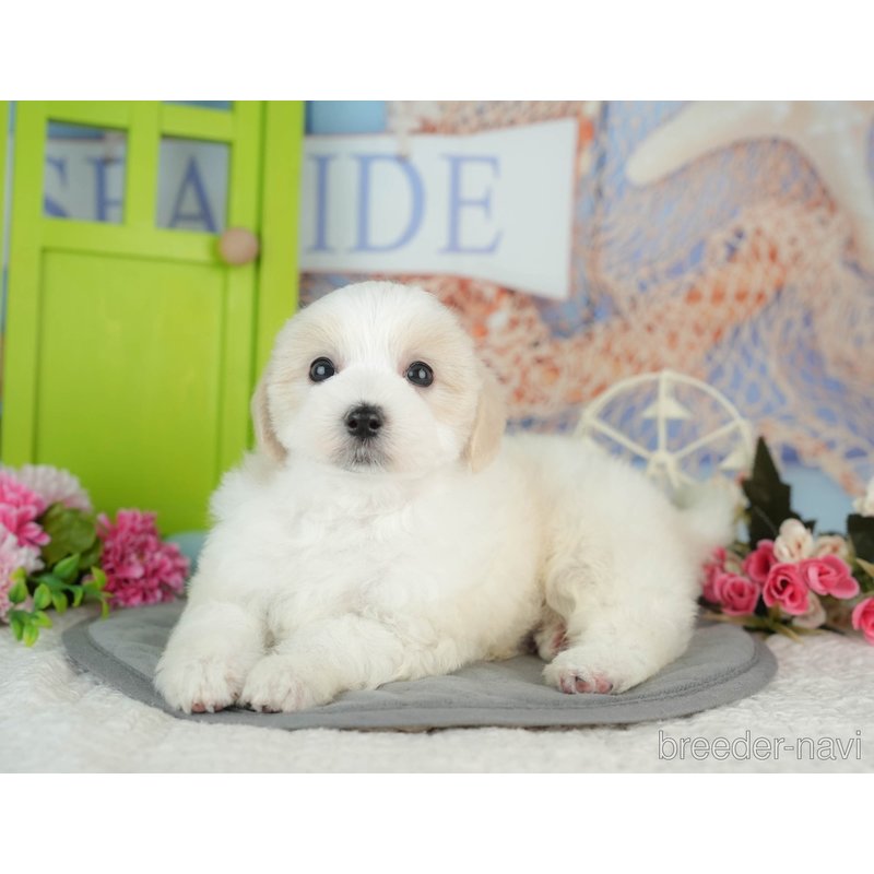 販売中の千葉県のミックス犬-402822の4枚目