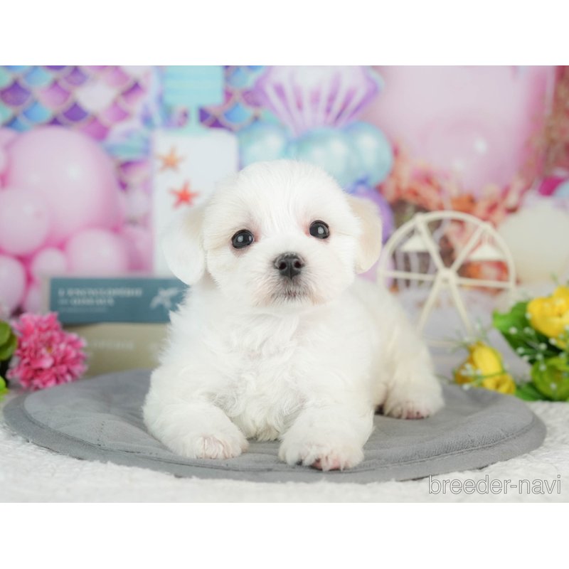 販売中の千葉県のミックス犬-402827の1枚目