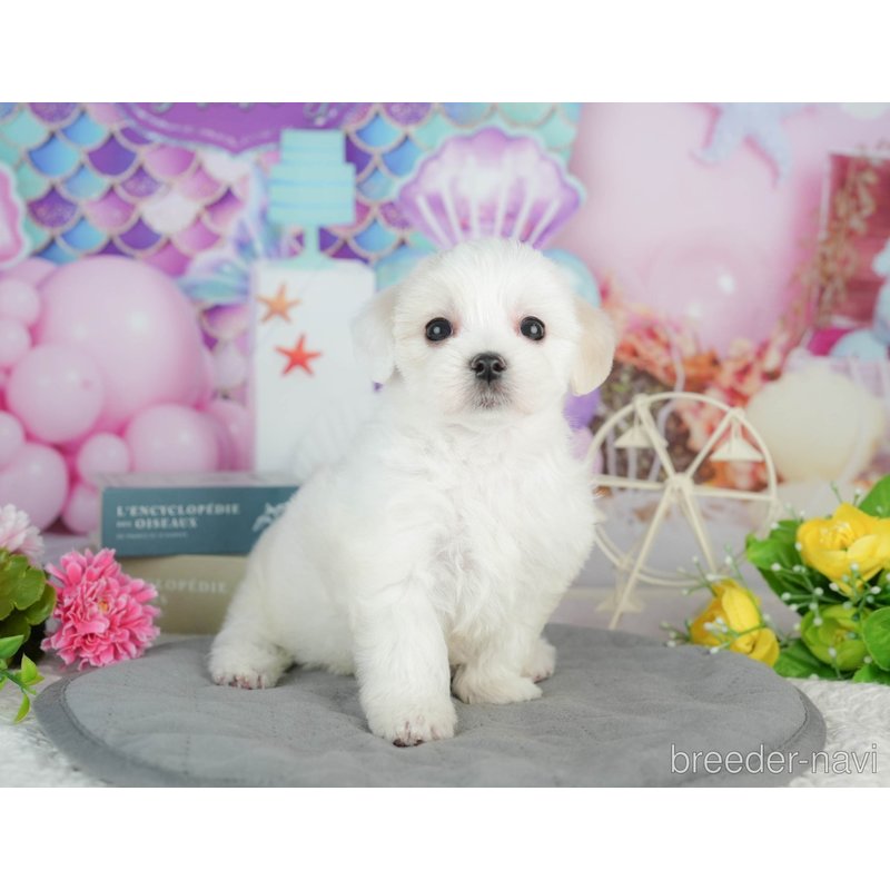販売中の千葉県のミックス犬-402827の8枚目