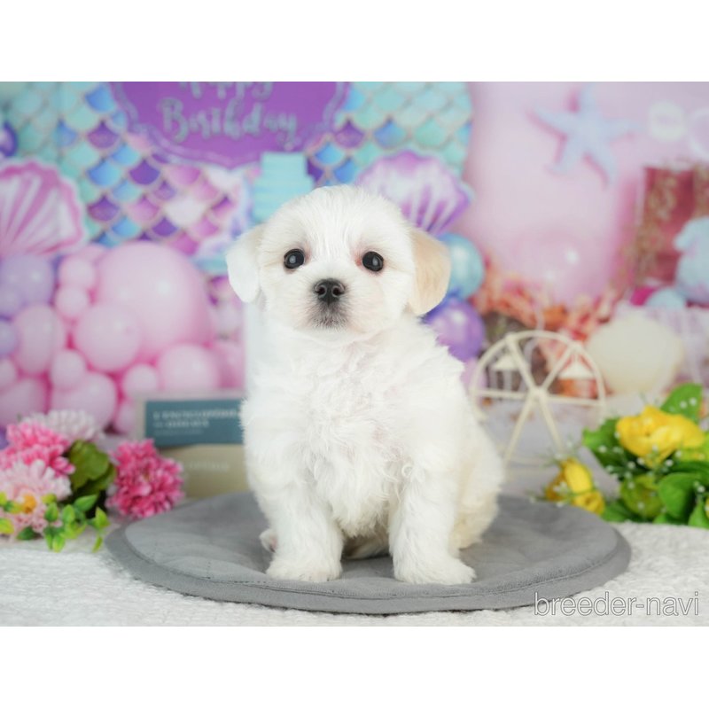 販売中の千葉県のミックス犬-402827の2枚目