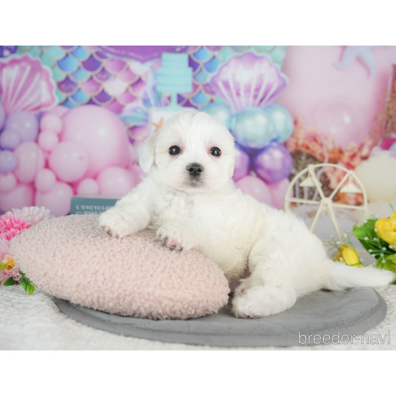 販売中の千葉県のミックス犬-402827の3枚目