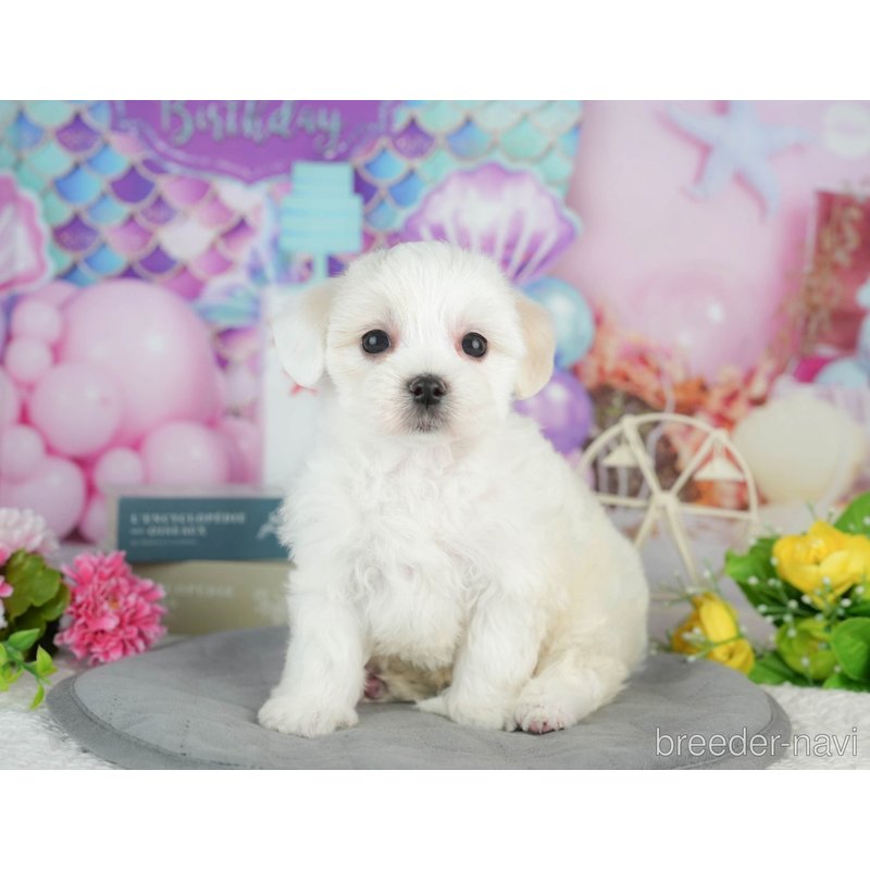 販売中の千葉県のミックス犬-402827の5枚目