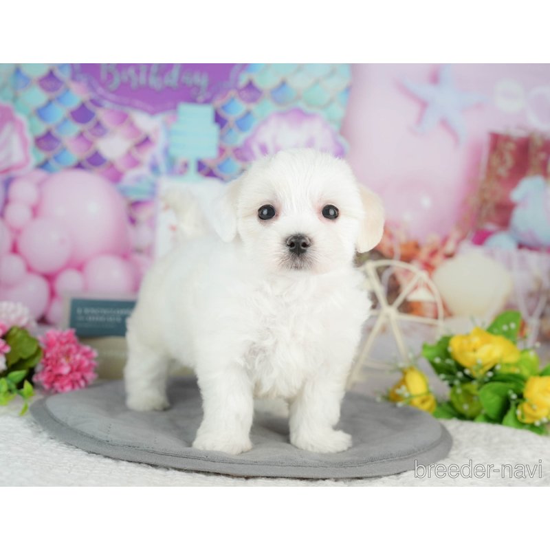 販売中の千葉県のミックス犬-402827の6枚目