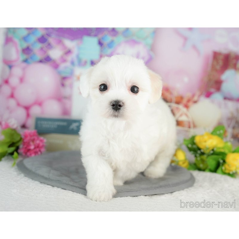 販売中の千葉県のミックス犬-402827の4枚目