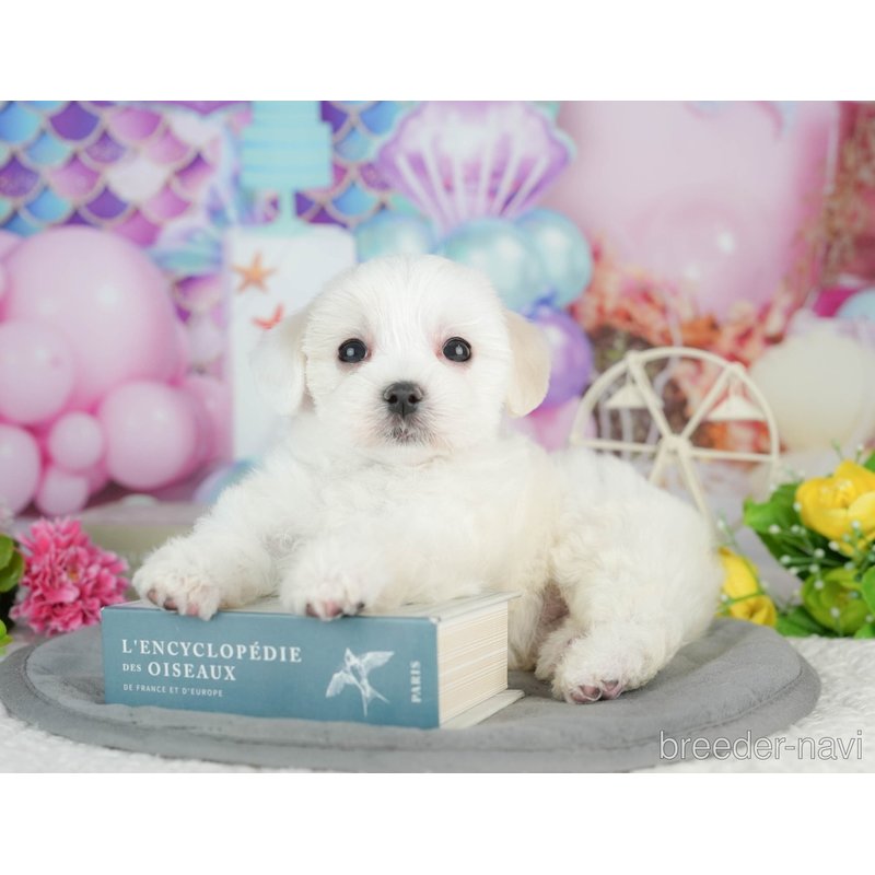 販売中の千葉県のミックス犬-402827の7枚目