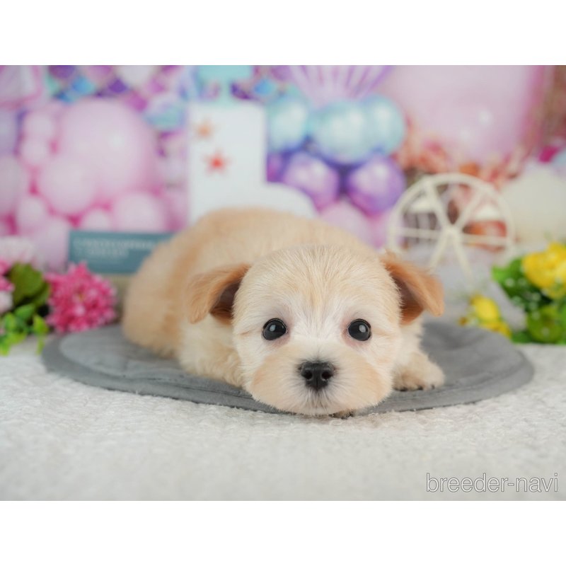 販売中の千葉県のミックス犬-402830の1枚目