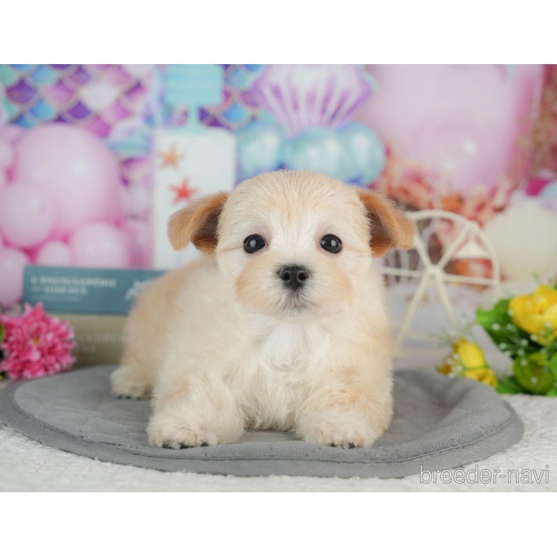 販売中の千葉県のミックス犬-402830の7枚目