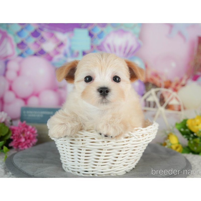 販売中の千葉県のミックス犬-402830の8枚目