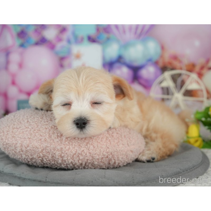 販売中の千葉県のミックス犬-402830の3枚目