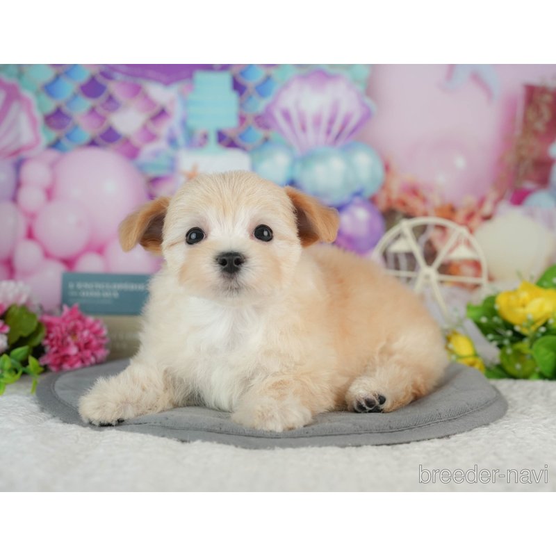 販売中の千葉県のミックス犬-402830の4枚目