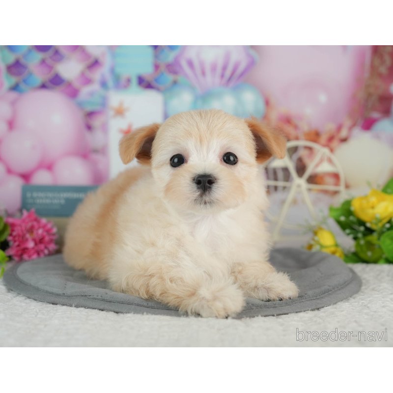 販売中の千葉県のミックス犬-402830の5枚目