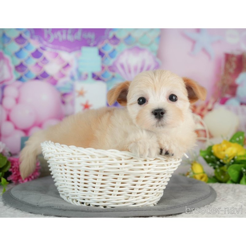販売中の千葉県のミックス犬-402830の6枚目