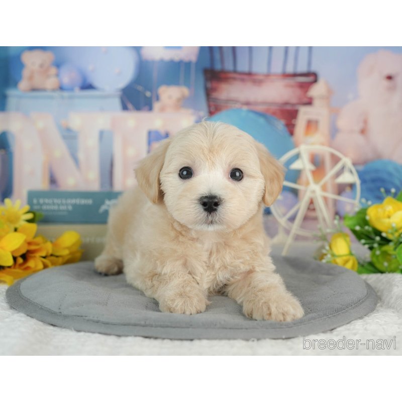 販売中の千葉県のミックス犬-402833の1枚目