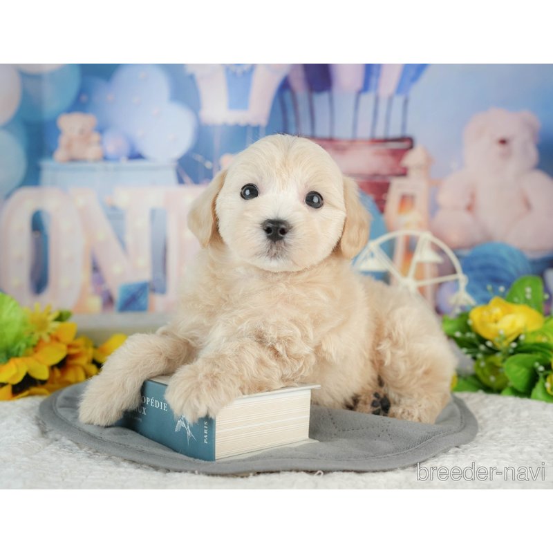 販売中の千葉県のミックス犬-402833の6枚目