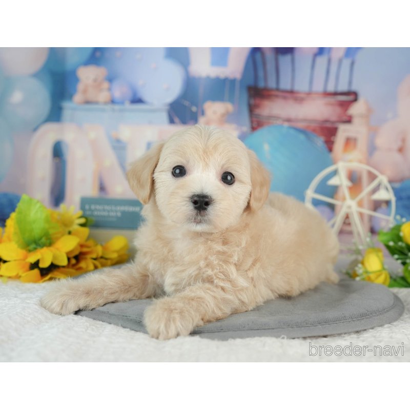 販売中の千葉県のミックス犬-402833の7枚目