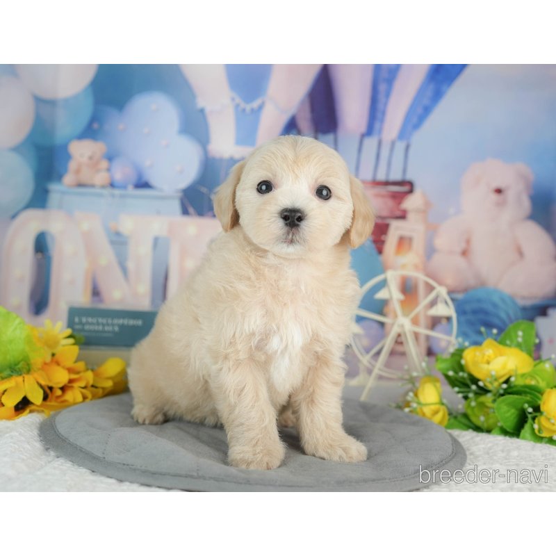 販売中の千葉県のミックス犬-402833の8枚目