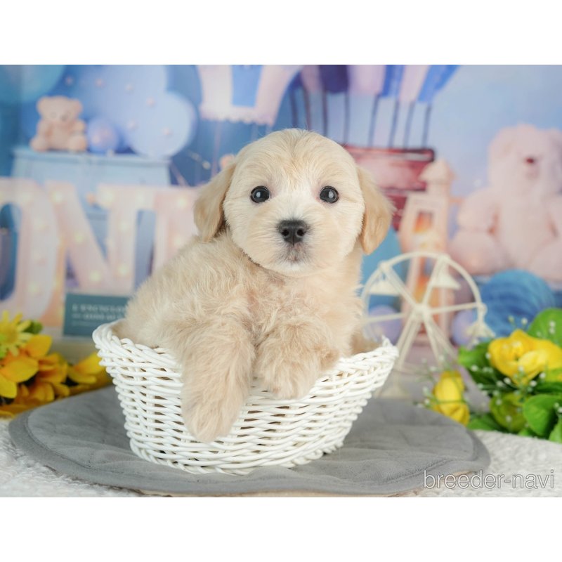 販売中の千葉県のミックス犬-402833の3枚目