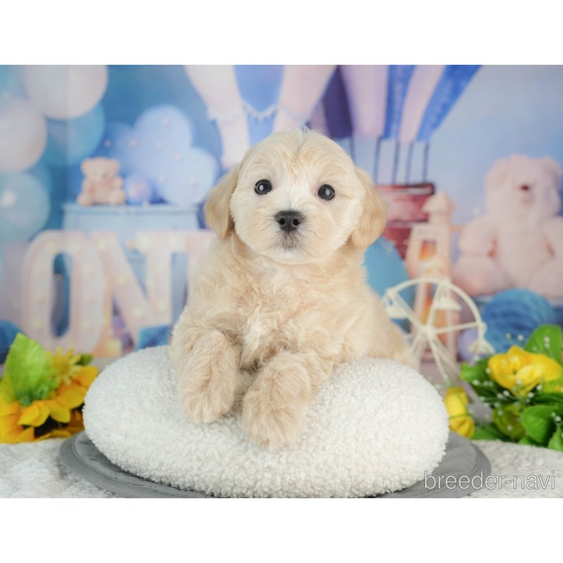 販売中の千葉県のミックス犬-402833の4枚目