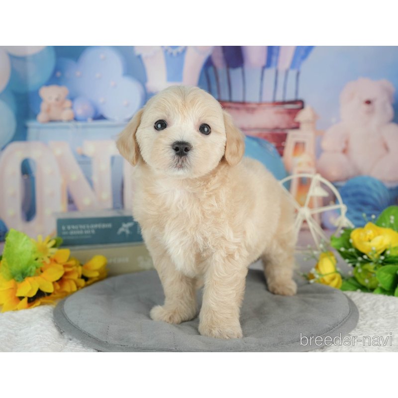 販売中の千葉県のミックス犬-402833の5枚目