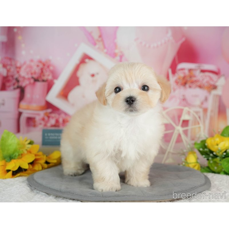 販売中ののミックス犬-402814
