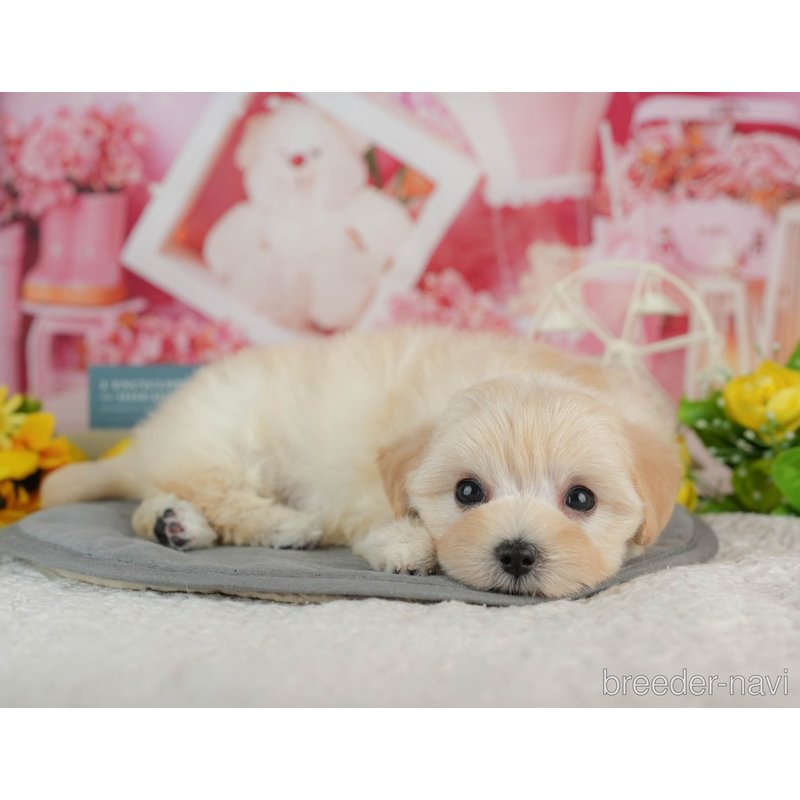 販売中の千葉県のミックス犬-402814の7枚目