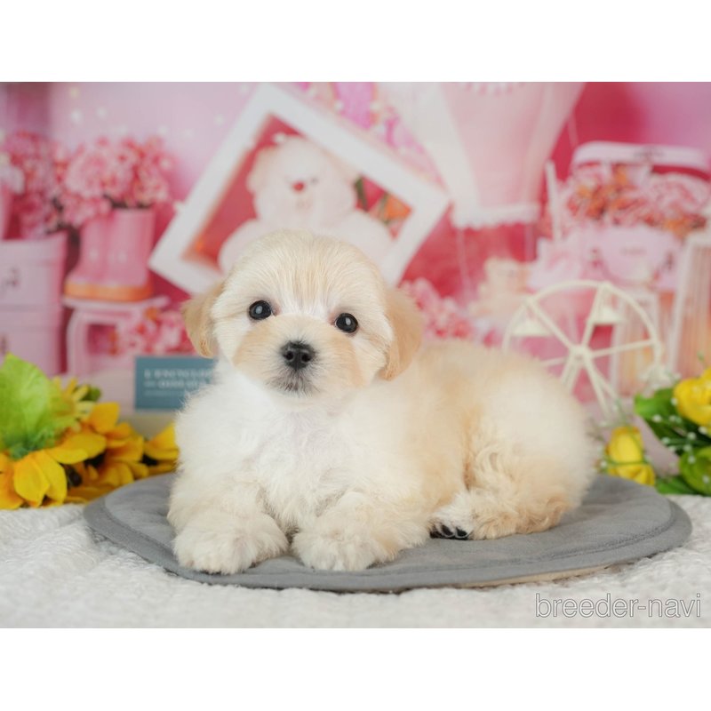 販売中の千葉県のミックス犬-402814の8枚目
