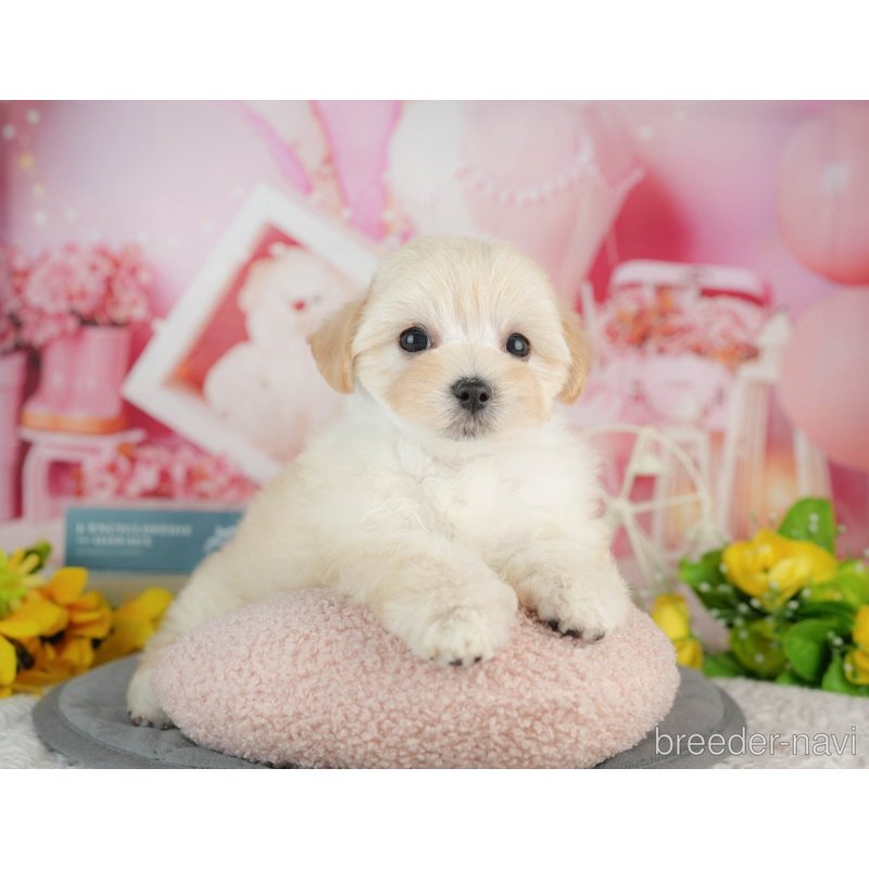 販売中の千葉県のミックス犬-402814の4枚目