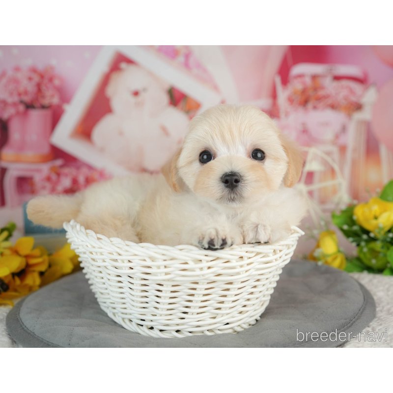販売中の千葉県のミックス犬-402814の5枚目