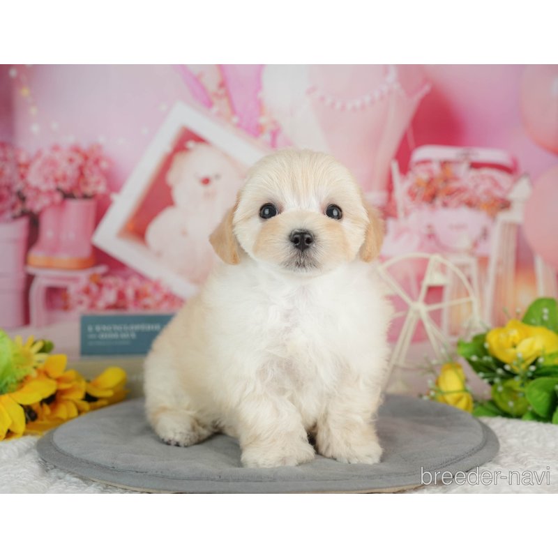 販売中の千葉県のミックス犬-402814の3枚目