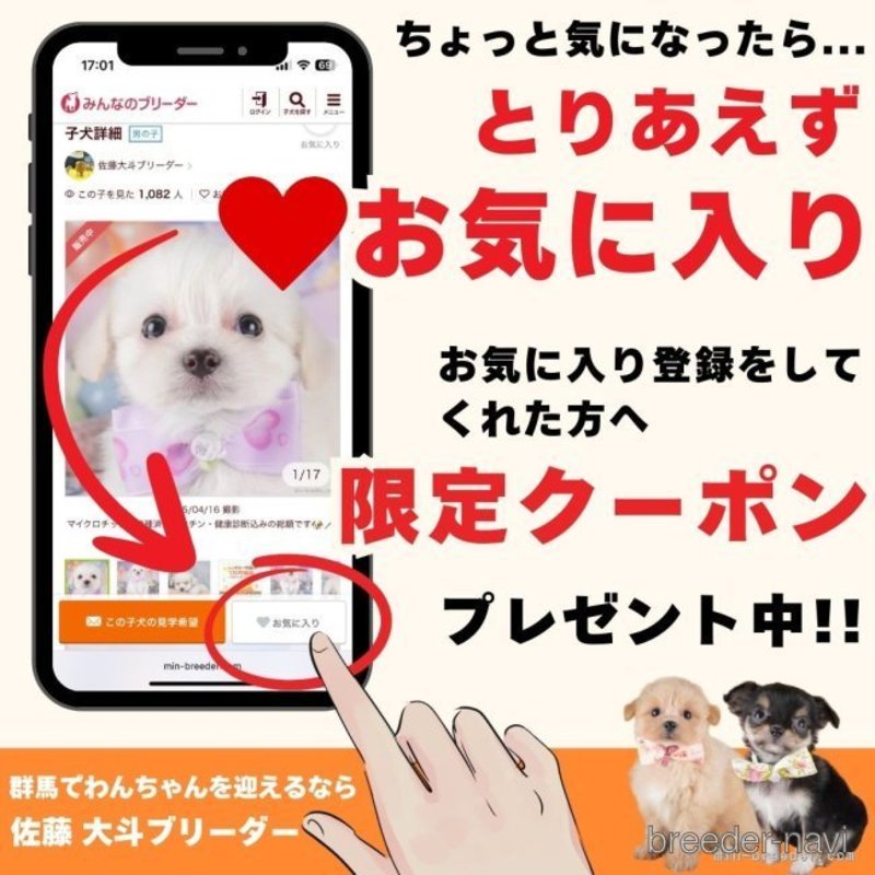 販売中の群馬県のチワワ(ロングコート)-402615の8枚目