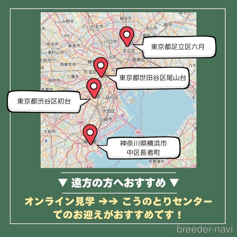 販売中の群馬県のチワワ(ロングコート)-402615の4枚目