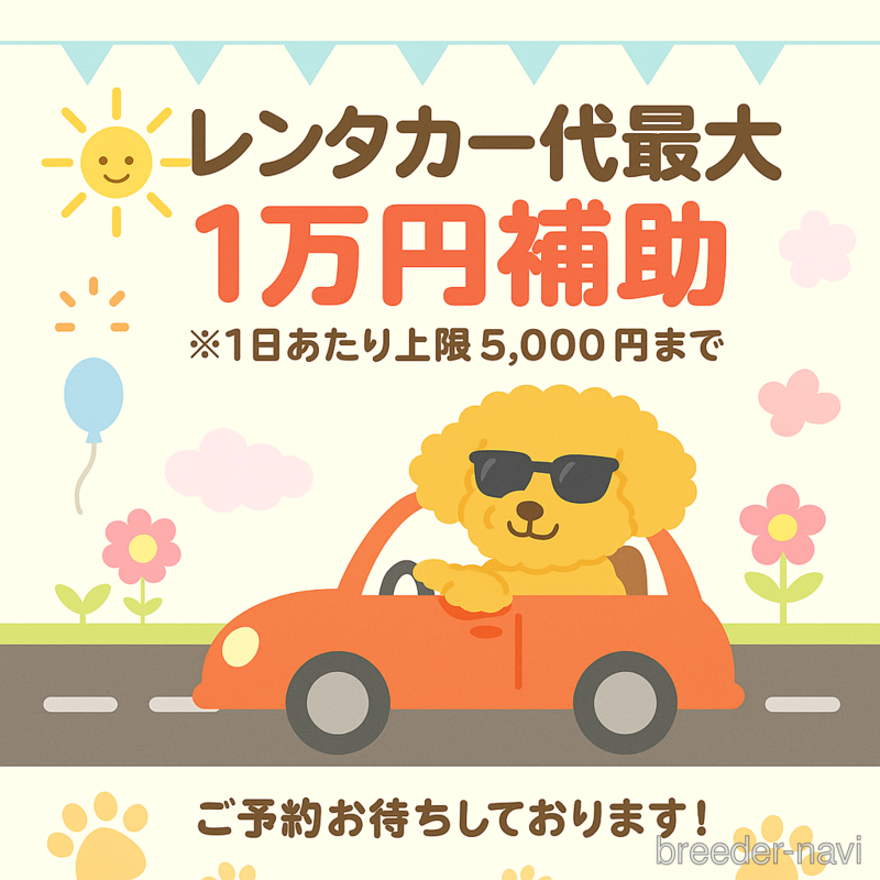 販売中の群馬県のチワワ(ロングコート)-402615の3枚目