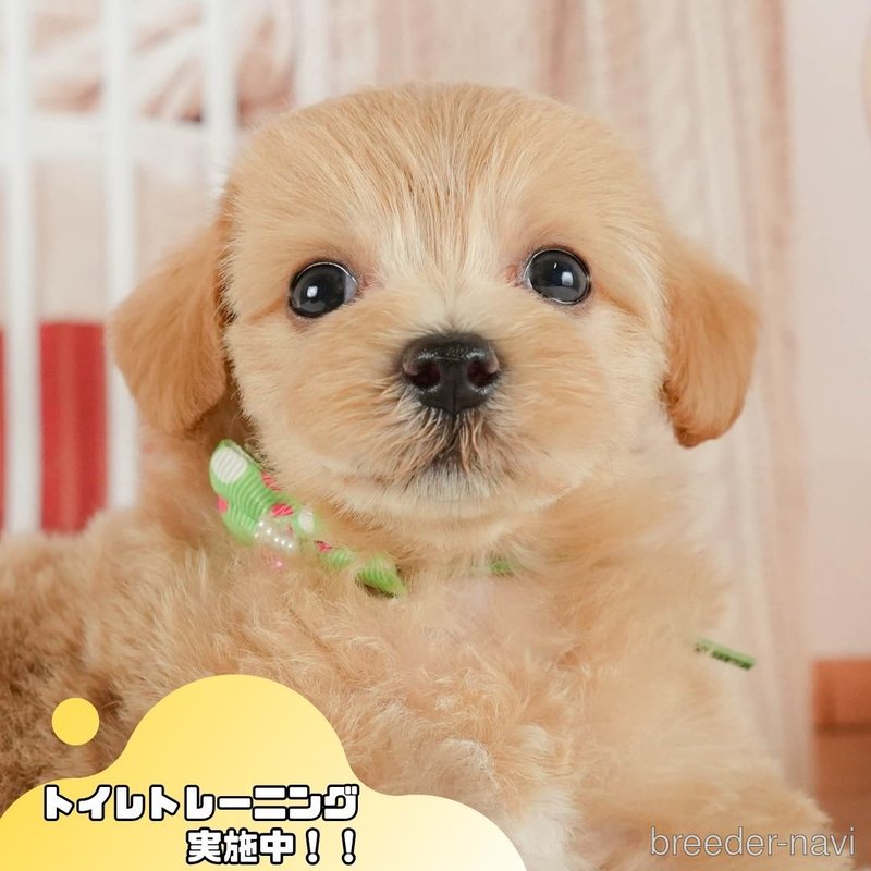 販売中の静岡県のマルプー:マルチーズ×トイプードル-402889