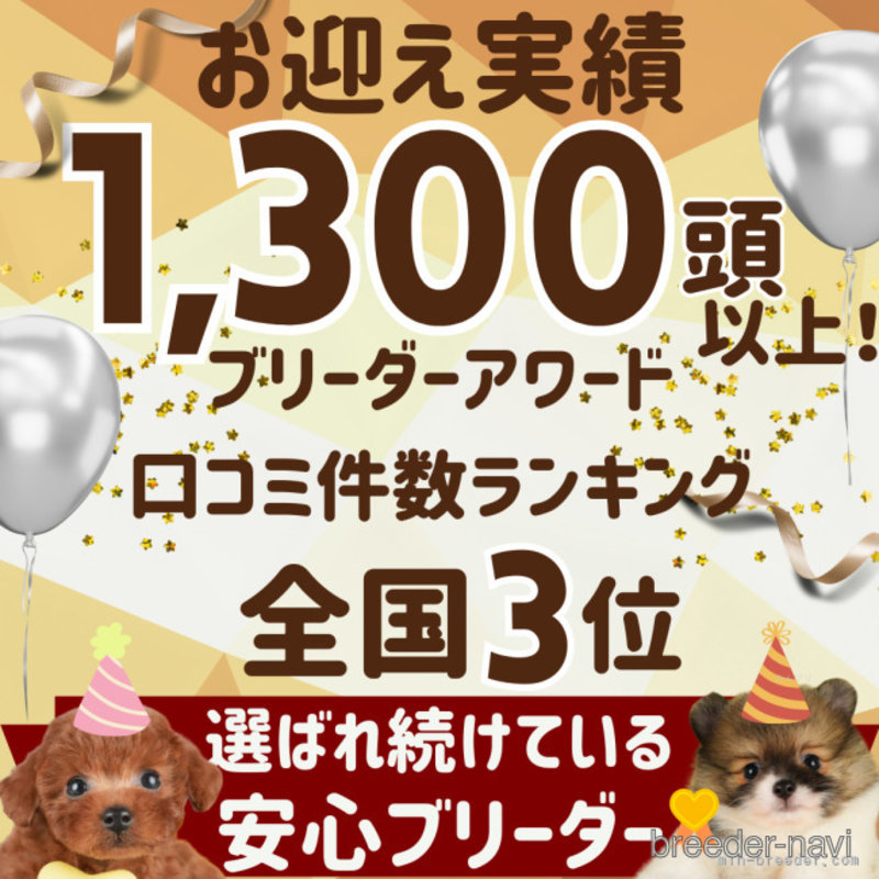 販売中の千葉県のチワワ(ロングコート)-402652の2枚目