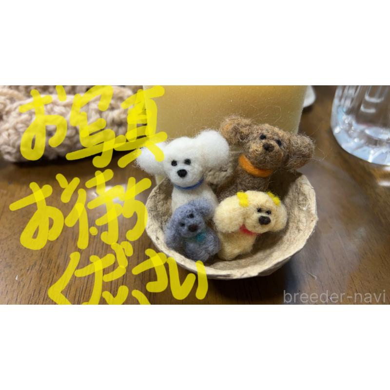 販売中の宮城県のミックス犬-402736の1枚目