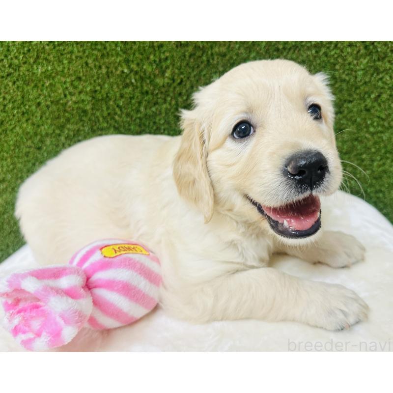 販売中の群馬県のゴールデンレトリーバー-402740の2枚目