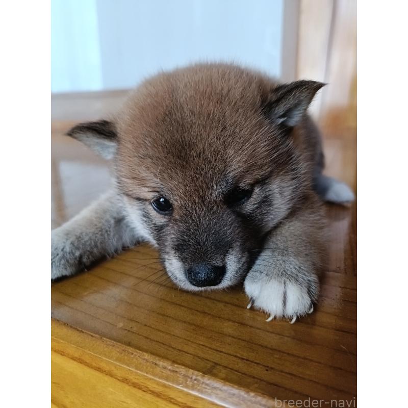 販売中の岩手県の柴犬-402776の3枚目