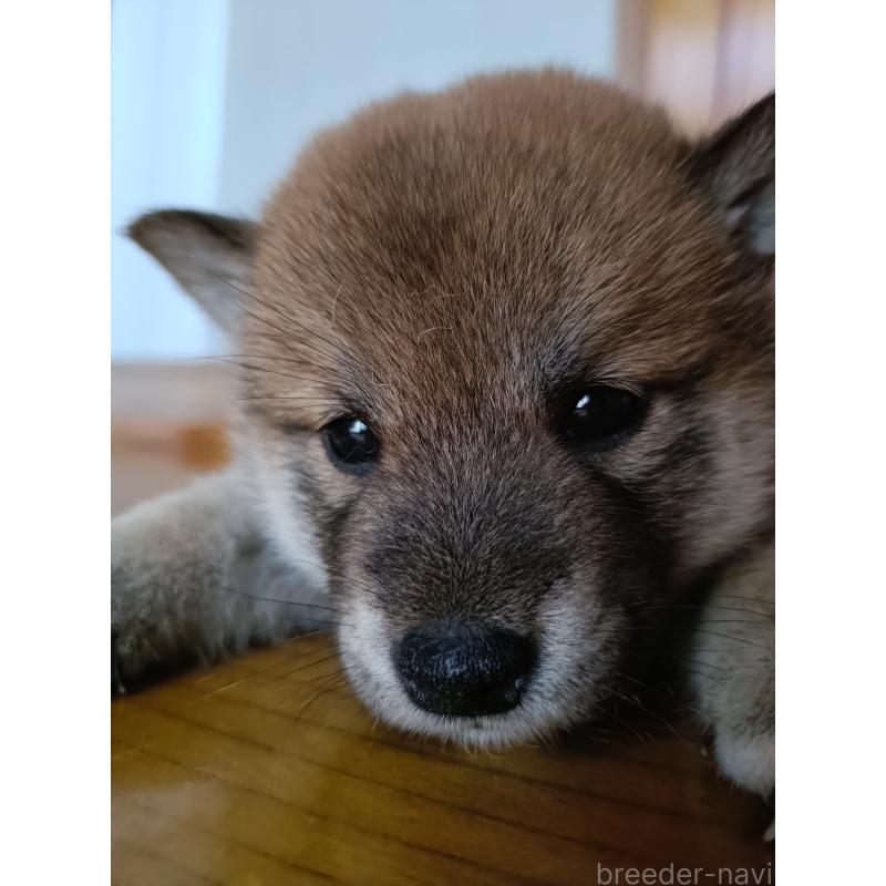 販売中の岩手県の柴犬-402776の2枚目