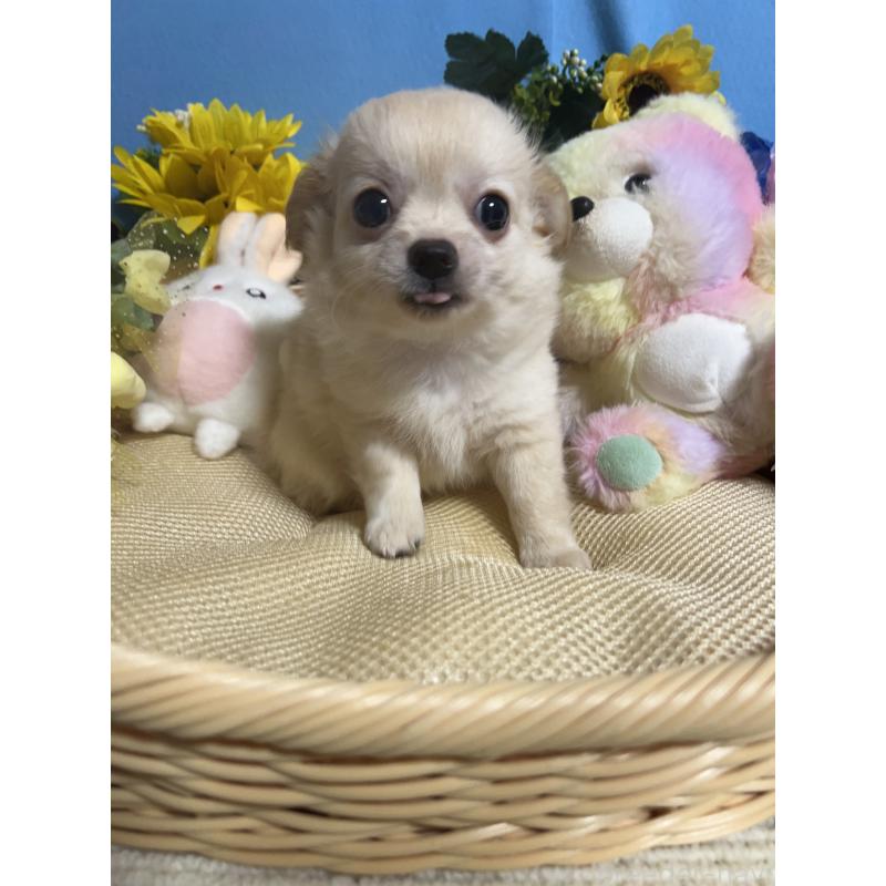 成約済の福岡県のチワワ(ロングコート)-401609の8枚目