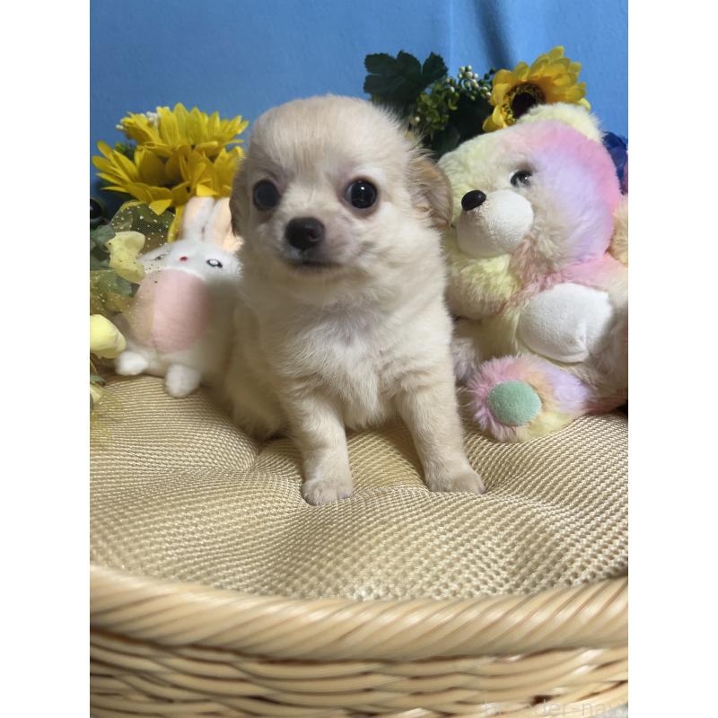 成約済の福岡県のチワワ(ロングコート)-401609の7枚目