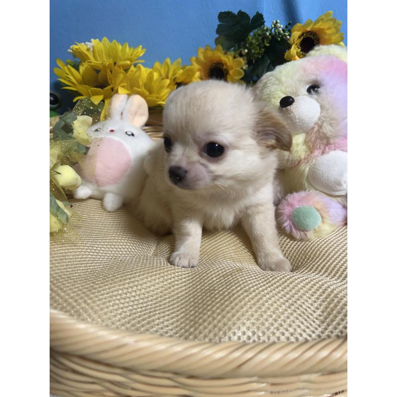 成約済の福岡県のチワワ(ロングコート)-401609の6枚目