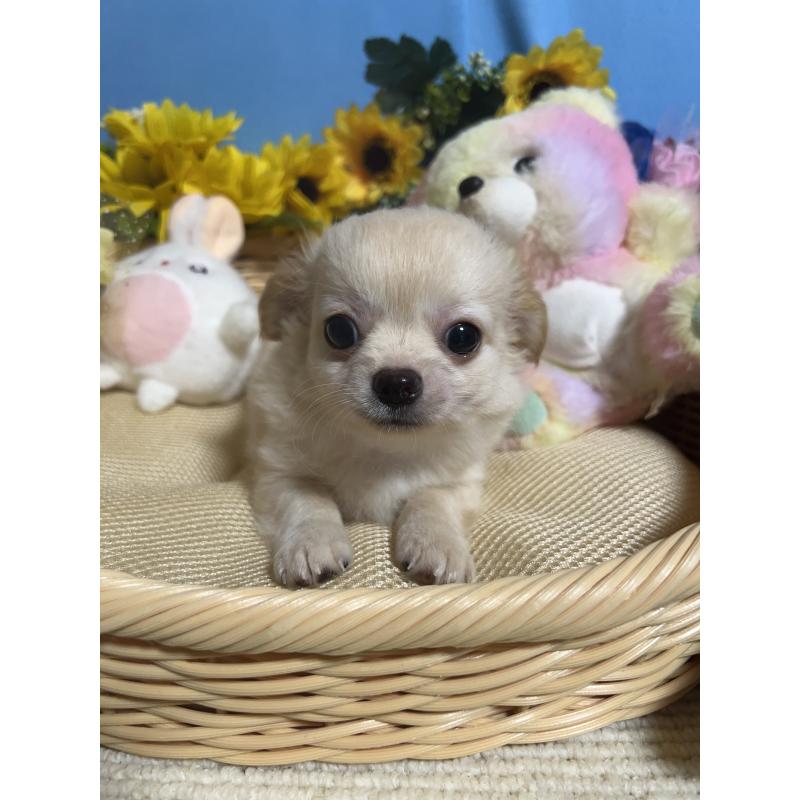 成約済の福岡県のチワワ(ロングコート)-401609の4枚目