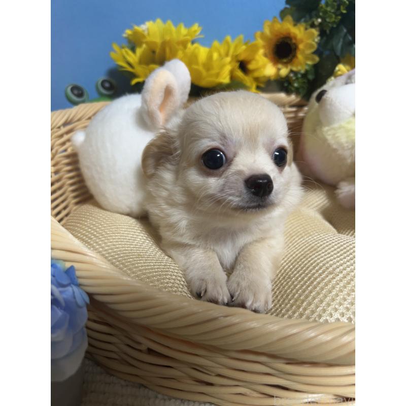 成約済の福岡県のチワワ(ロングコート)-401609の3枚目