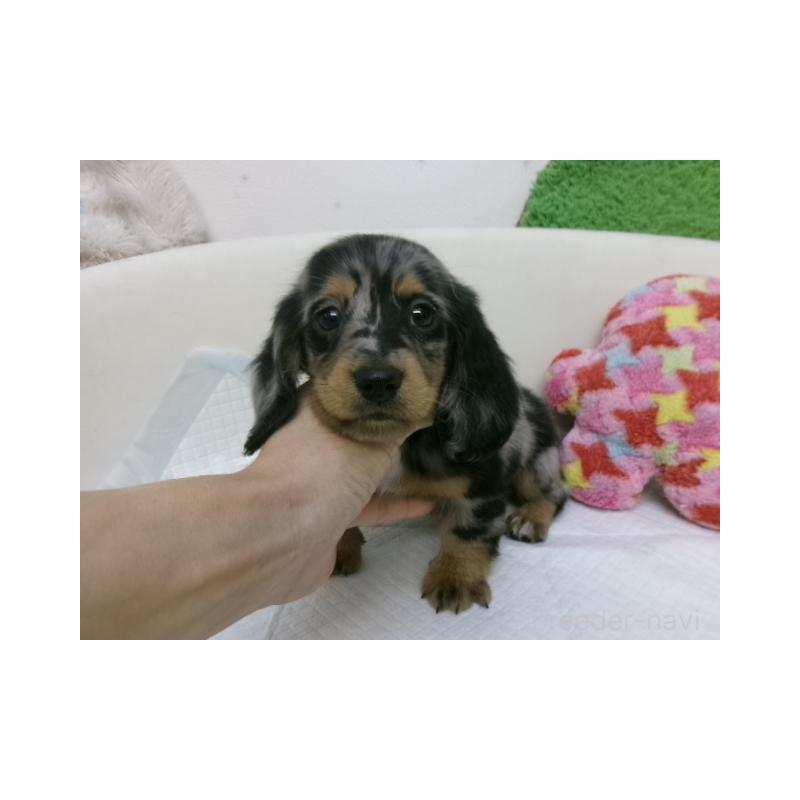 販売中の大阪府のミニチュアダックスフンド(ロングヘアード)-402788