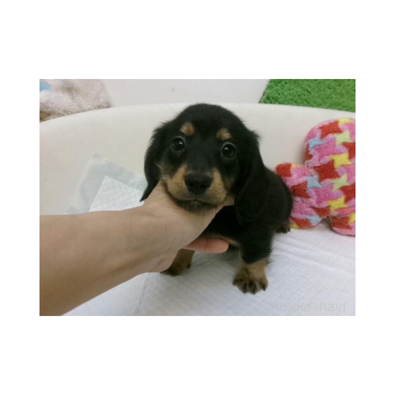 販売中の大阪府のミニチュアダックスフンド(ロングヘアード)-402793
