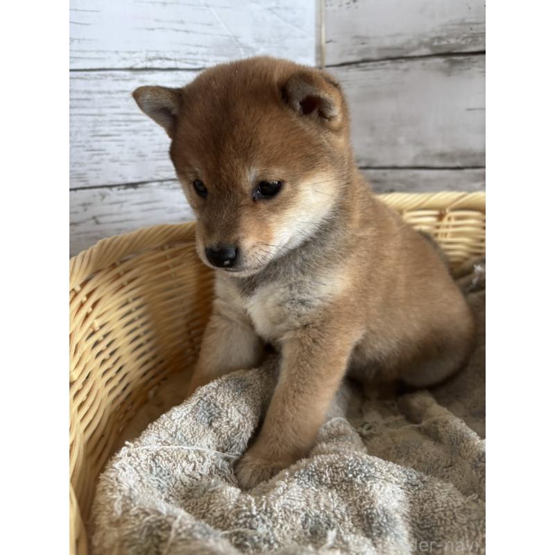 商談中の静岡県の豆柴-402810の2枚目