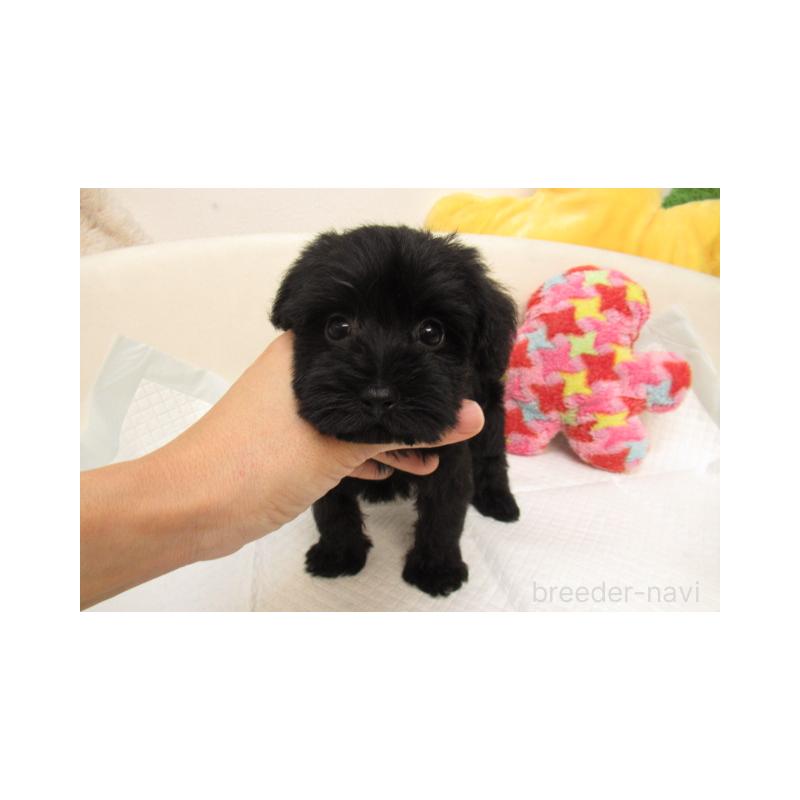 販売中の大阪府のミックス犬-402809の2枚目