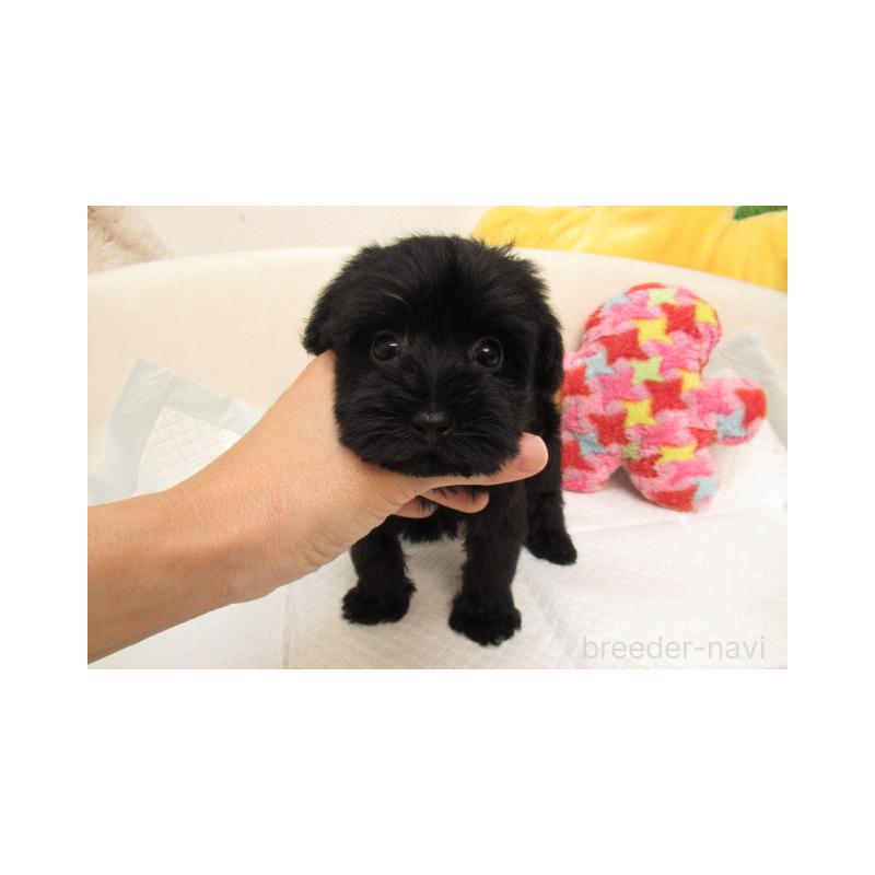 販売中の大阪府のミックス犬-402809の1枚目