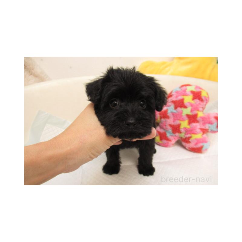 販売中の大阪府のミックス犬-402816の2枚目